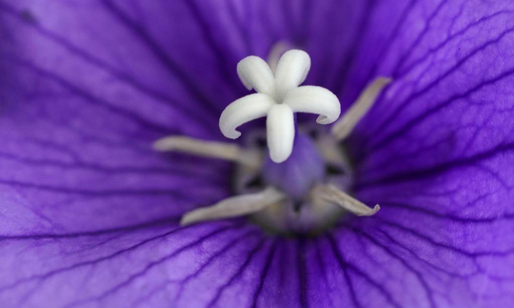 Biological computer that integrates with human neural system